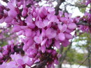 معرفی و راهنمای پرورش درختان زینتی - ارغوان